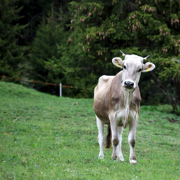 Mladí hnědá kráva — Stock fotografie