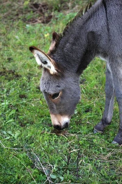 Jovem burro comendo — Fotografia de Stock