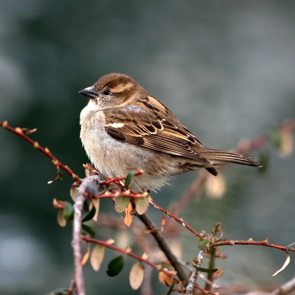 Serçesi (passer domesticus)