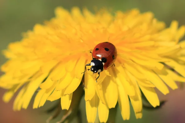 Sarı çiçekteki uğur böceği — Stok fotoğraf