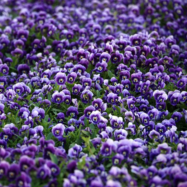 Violeta viola flores — Fotografia de Stock