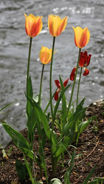 Colorful Tulips — Stock Photo, Image