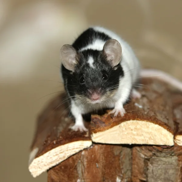 Černá a bílá myš — Stock fotografie