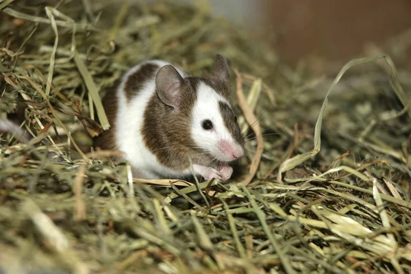 Rato no feno — Fotografia de Stock