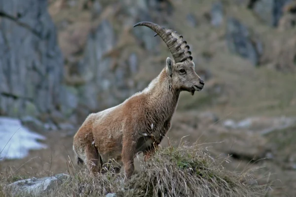 Młody capra ibex — Zdjęcie stockowe