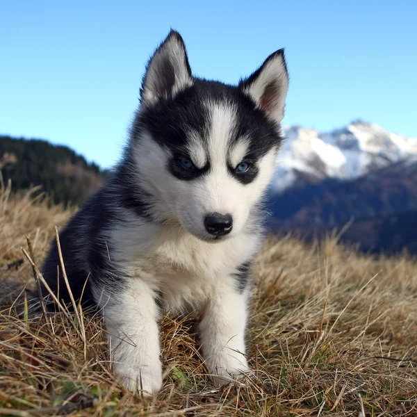 Valp hund framför ett bergslandskap — Stockfoto