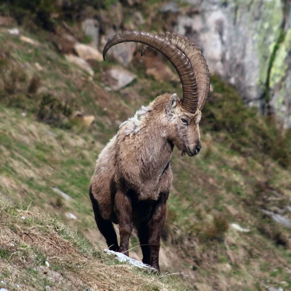 Velho Capra Ibex — Fotografia de Stock