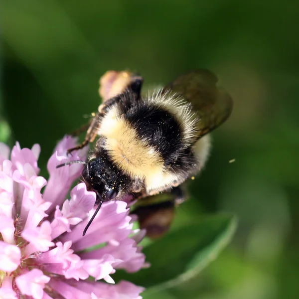 Bumblebee sucking on a red clover — Stock Photo, Image