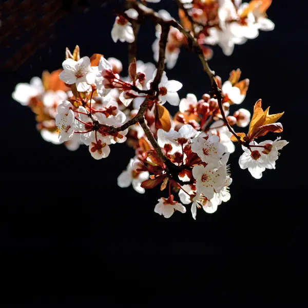Çiçek açmış kiraz ağacı dalı — Stok fotoğraf