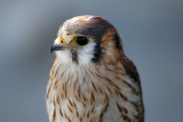 stock image Young Falcon