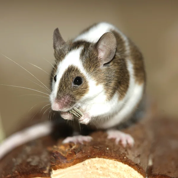 Mladí myš — Stock fotografie