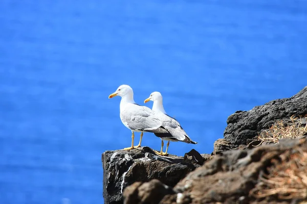 Két tengeri-gulls állt össze — Stock Fotó