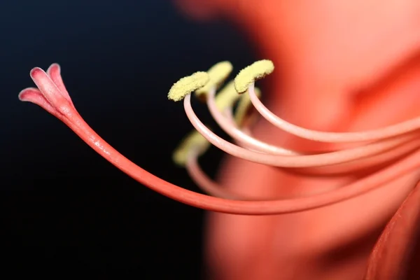Kırmızı nergis zambağı — Stok fotoğraf