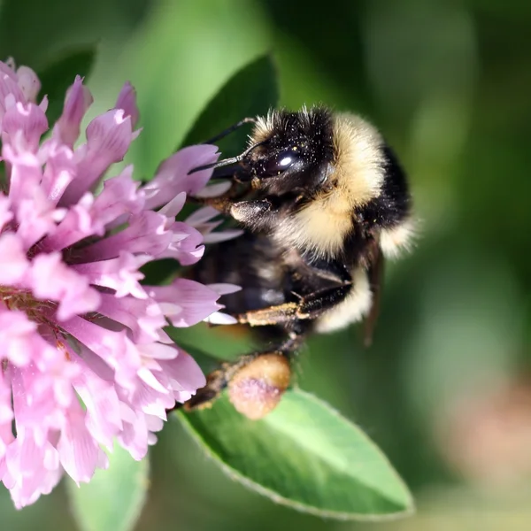 Bumblebee üzerinde kırmızı bir yonca — Stok fotoğraf