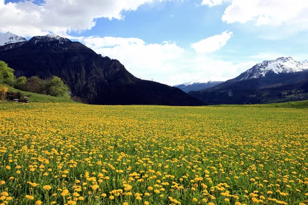 stock image Summer Landscape