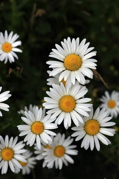 Marguerite flores — Fotografia de Stock