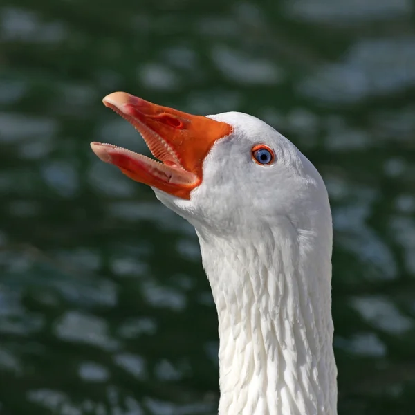 Белый гусь — стоковое фото