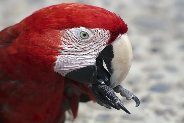 Red Macaw — Stock Photo, Image