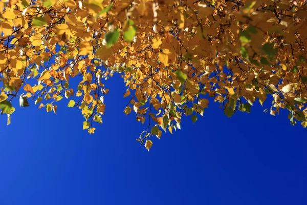 Feuilles d'automne contre ciel bleu Photo De Stock