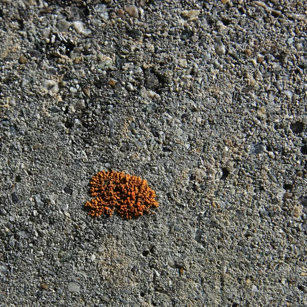 Старая стена с апельсиновым лишайником — стоковое фото