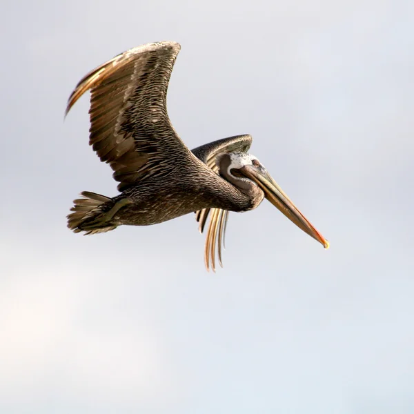 Pelicano voador — Fotografia de Stock