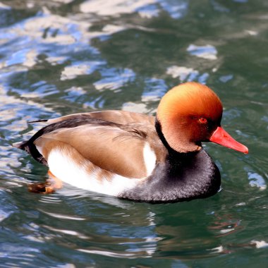 Swimming Duck clipart