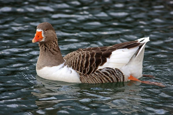 Swimmig Goose — Fotografie, imagine de stoc