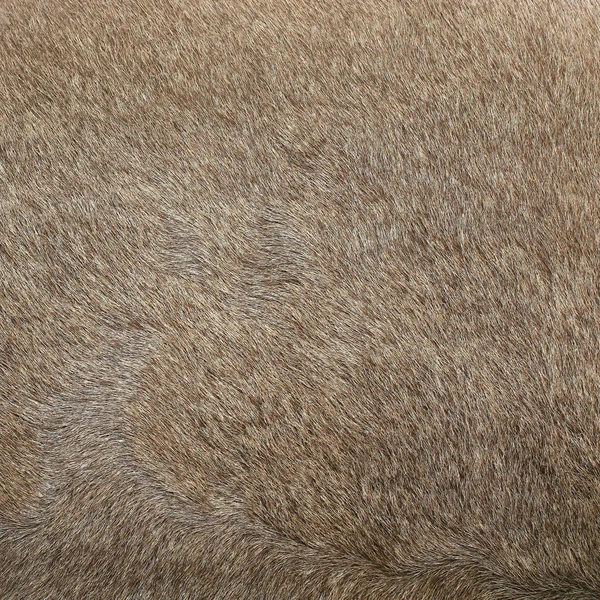 Casaco animal — Fotografia de Stock
