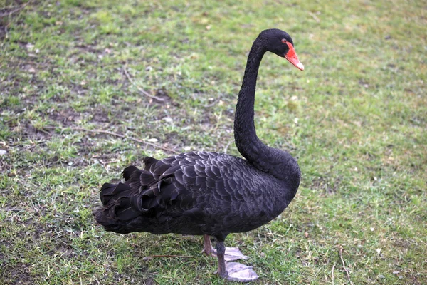 Černá labuť — Stock fotografie