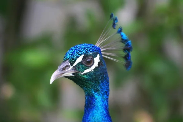 Pavão macho (Pavo cristatus ) — Fotografia de Stock