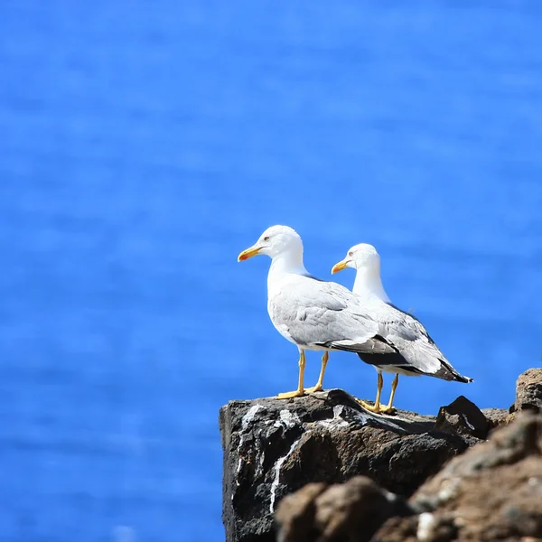 함께 서 있는 두 개의 바다 갈매기 — 스톡 사진