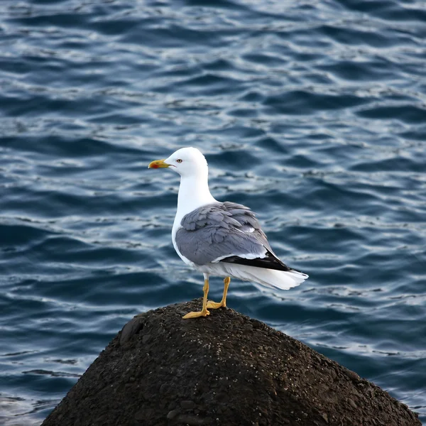Gull standing on a Stone — Stock Photo, Image