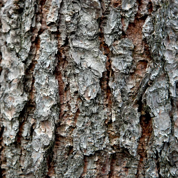 Corteza de pino —  Fotos de Stock