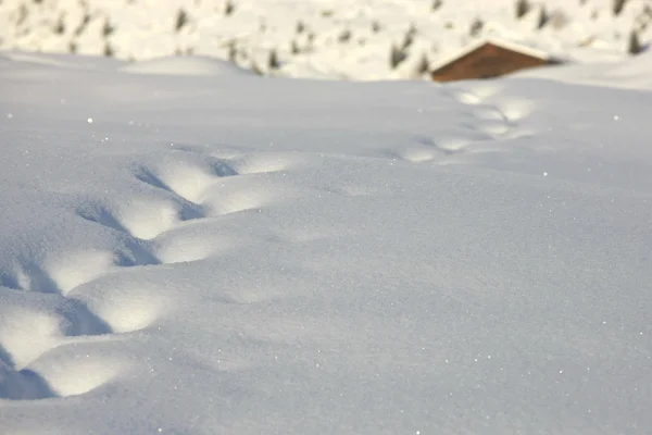 雪地里的痕迹 — 图库照片