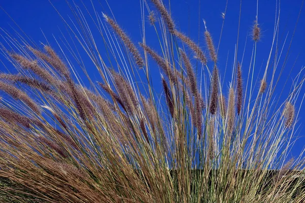 Трава перед Синє небо Ліцензійні Стокові Фото