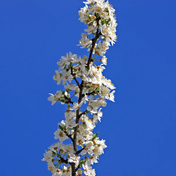 벚꽃피는 벚나무 가지 스톡 사진