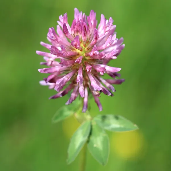 Red Clover — Stock Photo, Image