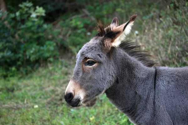 Young donkey — Stock Photo, Image