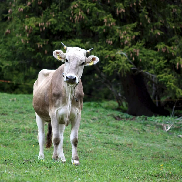 Jonge bruin koe Stockfoto