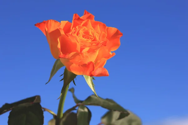 Oranžové růže Stock Obrázky