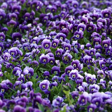 Violet Viola Flowers clipart