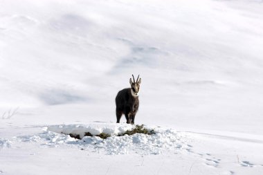 Chamois buck in the snow clipart