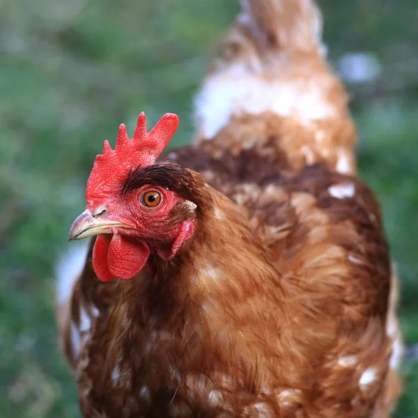 stock image Close view of a chicken