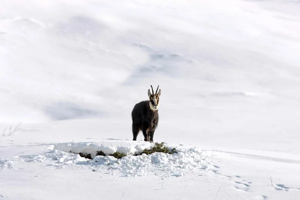 Шамуазный олень в снегу — стоковое фото