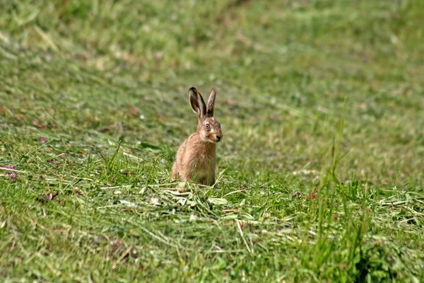Junges Kaninchen Stockbild