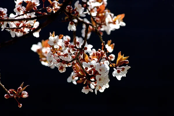 樱桃树分枝盛开 免版税图库照片