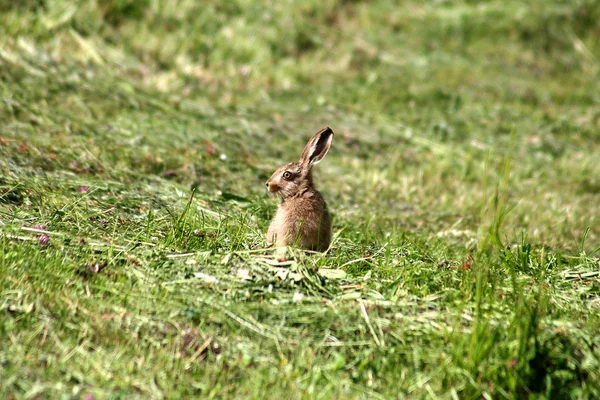 Coniglio giovane — Foto Stock