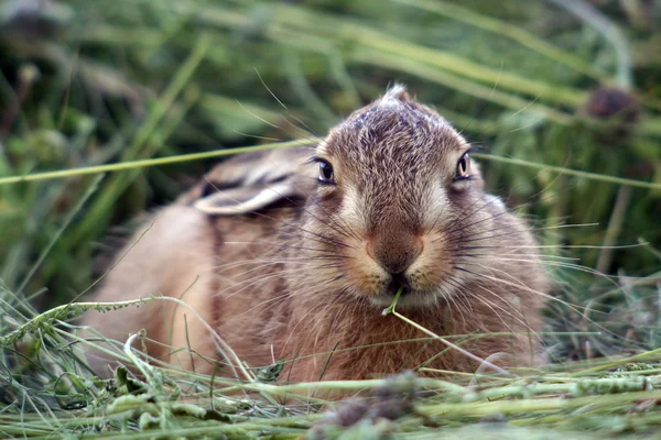 Giovane coniglio nell'erba — Foto Stock