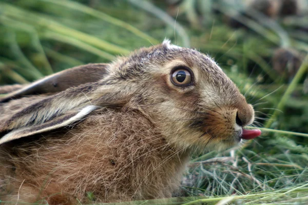 Jeune lapin dans l'herbe — Photo