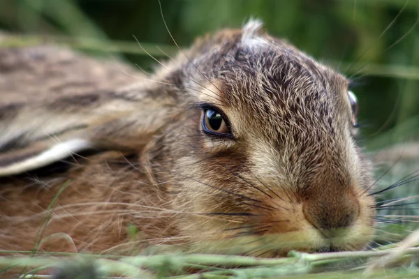 Молодой кролик в траве — стоковое фото